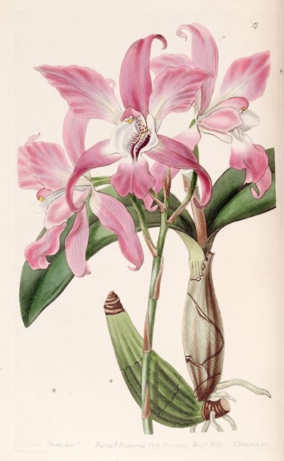 Laelia autumnalis - Miss Drake